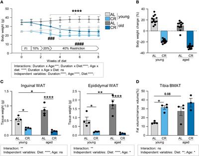 Caloric restriction reduces trabecular bone loss during aging and improves bone marrow adipocyte endocrine function in male mice